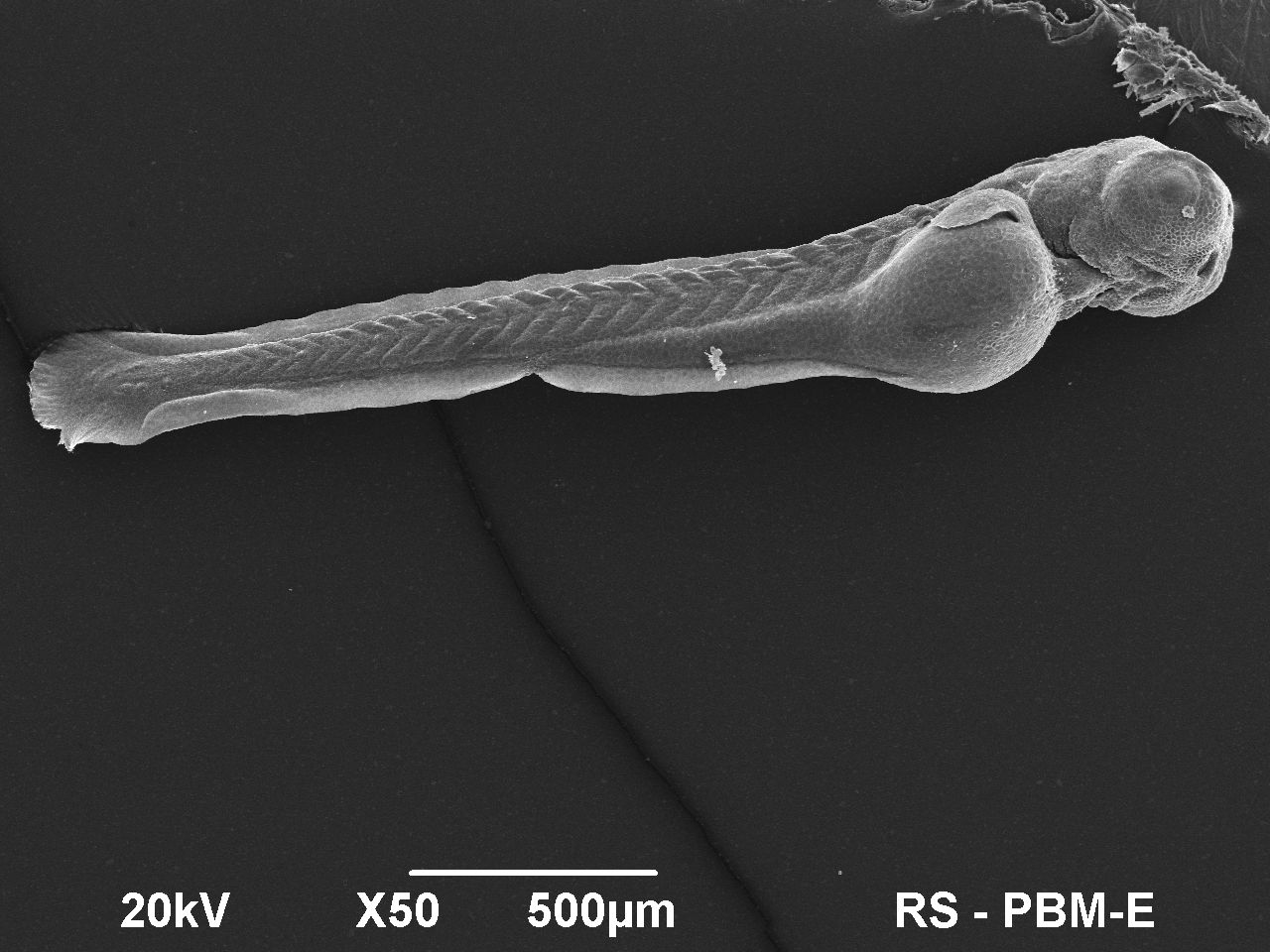 2. Danio pręgowany M.Korzeniowska Pracownia Inżynierii Białek IMDiK PAN zdj. R.Strzałkowski