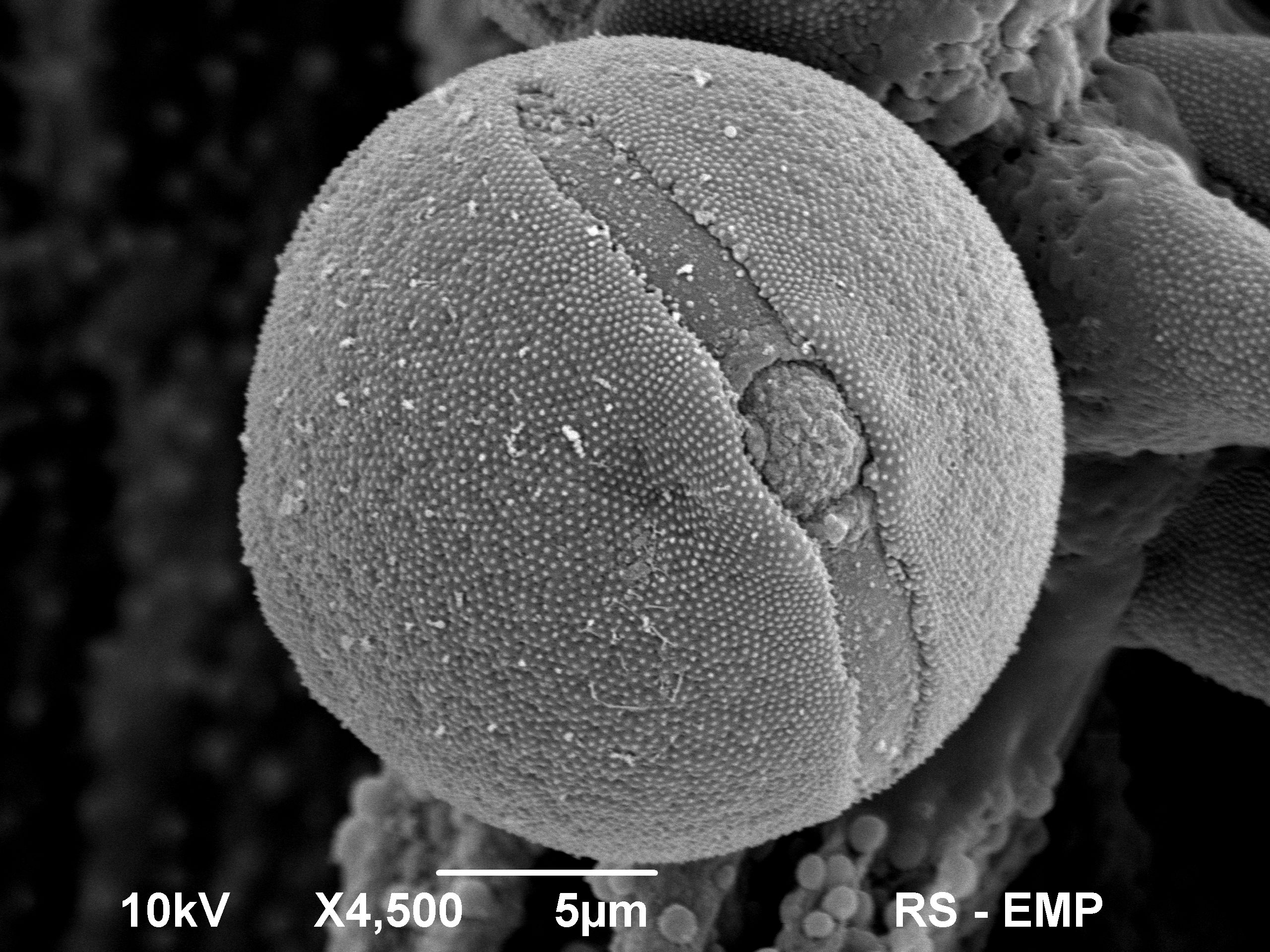 4. Pyłek pomidora B. Dyki Instytut Ogrodnictwa PIB zdj. R. Strzałkowski