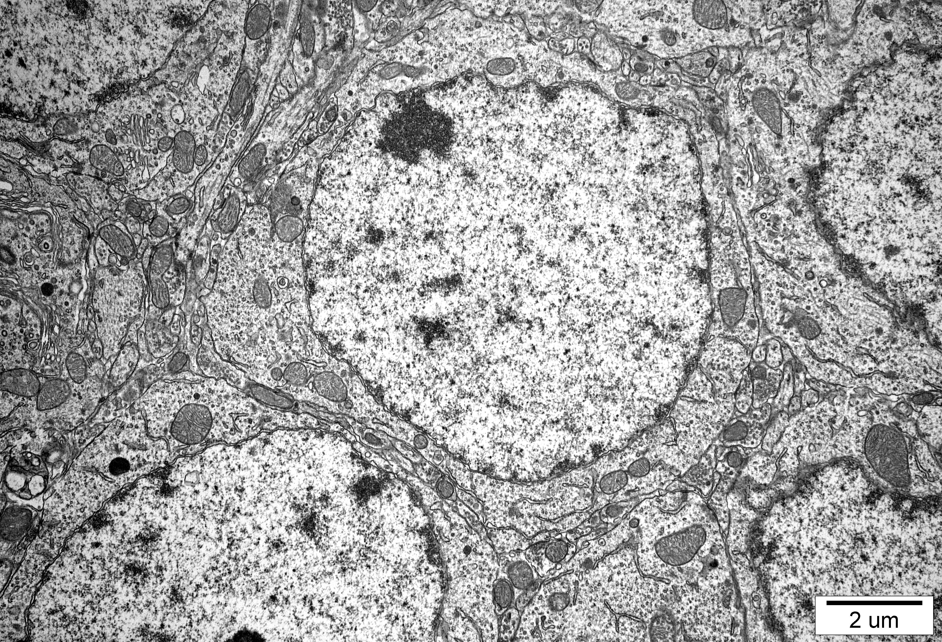 5. Mózg M.Podgajna Pracownia Molekularnych Podstaw Neurodegeneracji IMDiK PAN zdj. M.Gewartowska