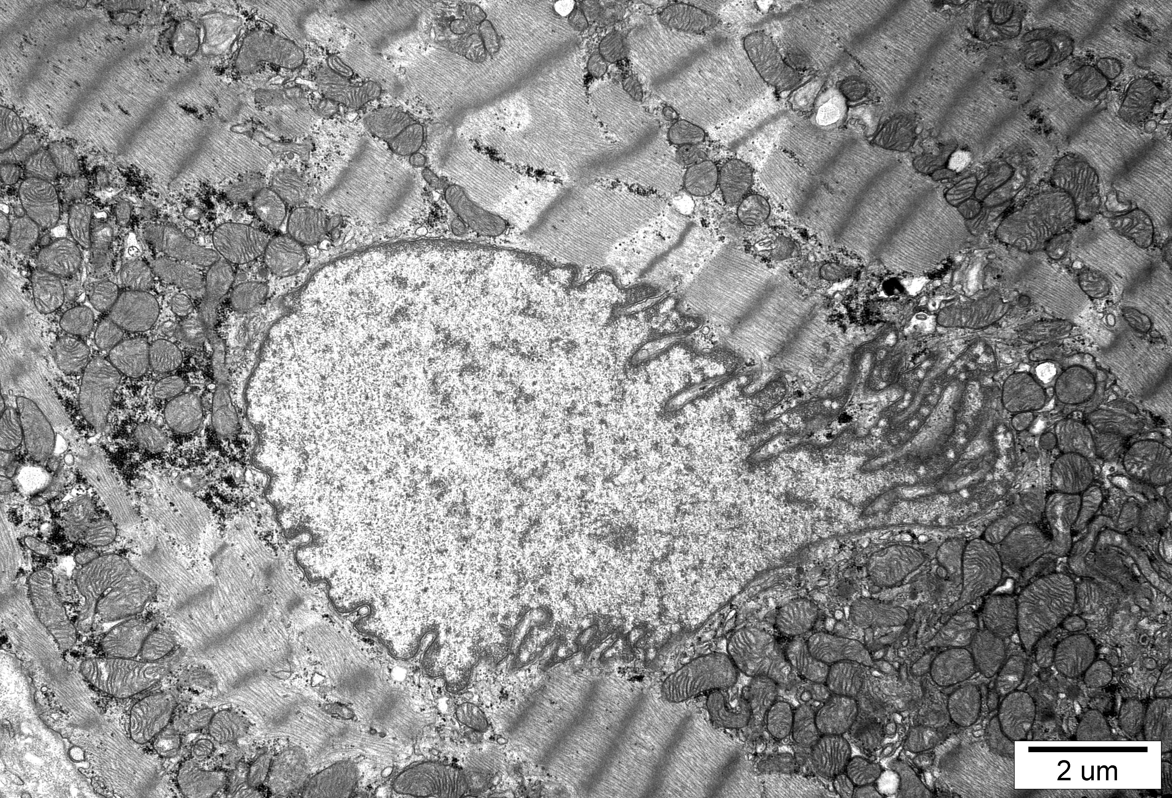 6. Serce A.Pawlak PIM MSWiA zdj. M. Gewartowska