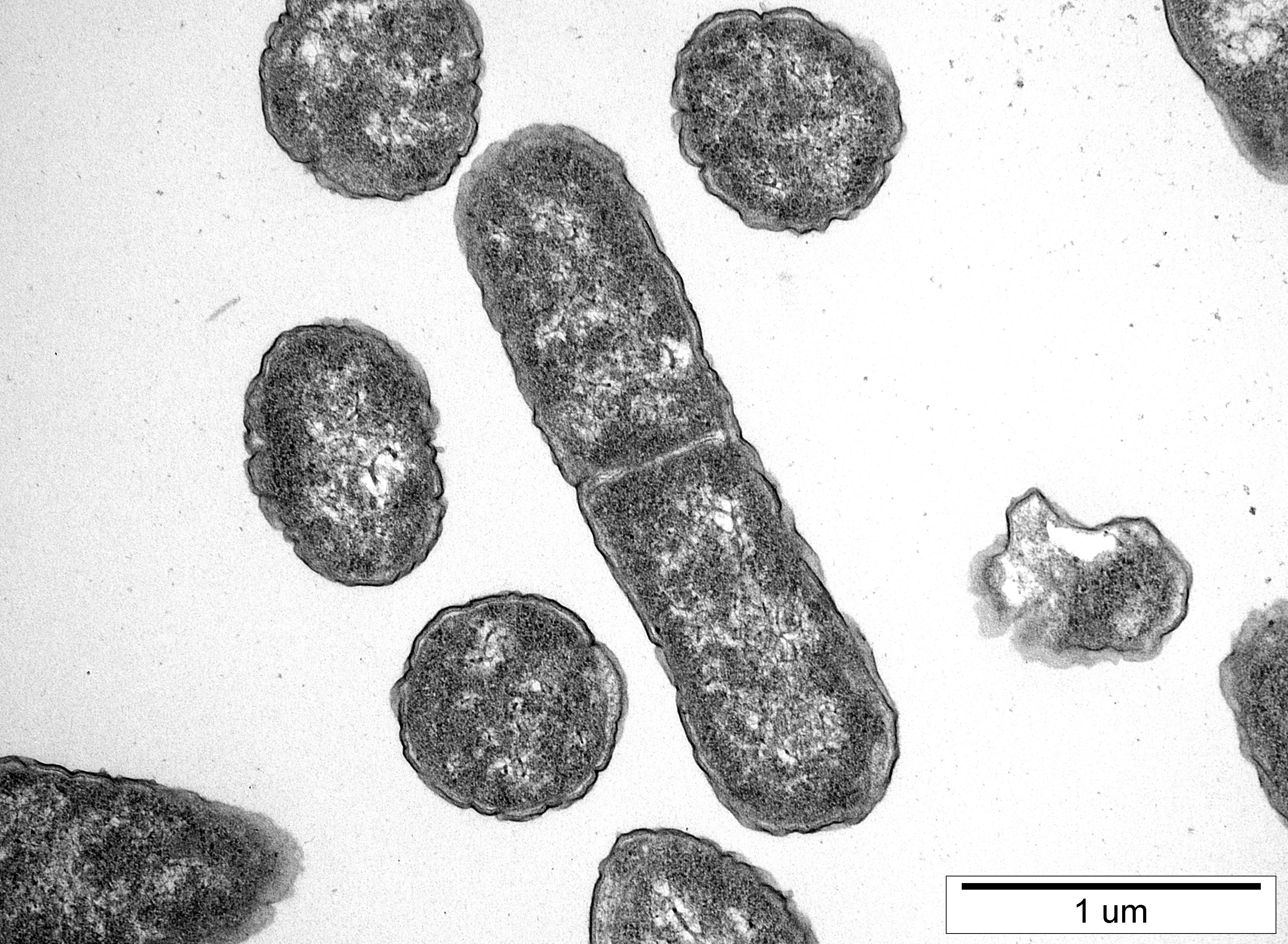 8. E.Coli M.Kaus Drobek Pracownia Inżynierii Białek IMDiK PAN zdj. M. Gewartowska