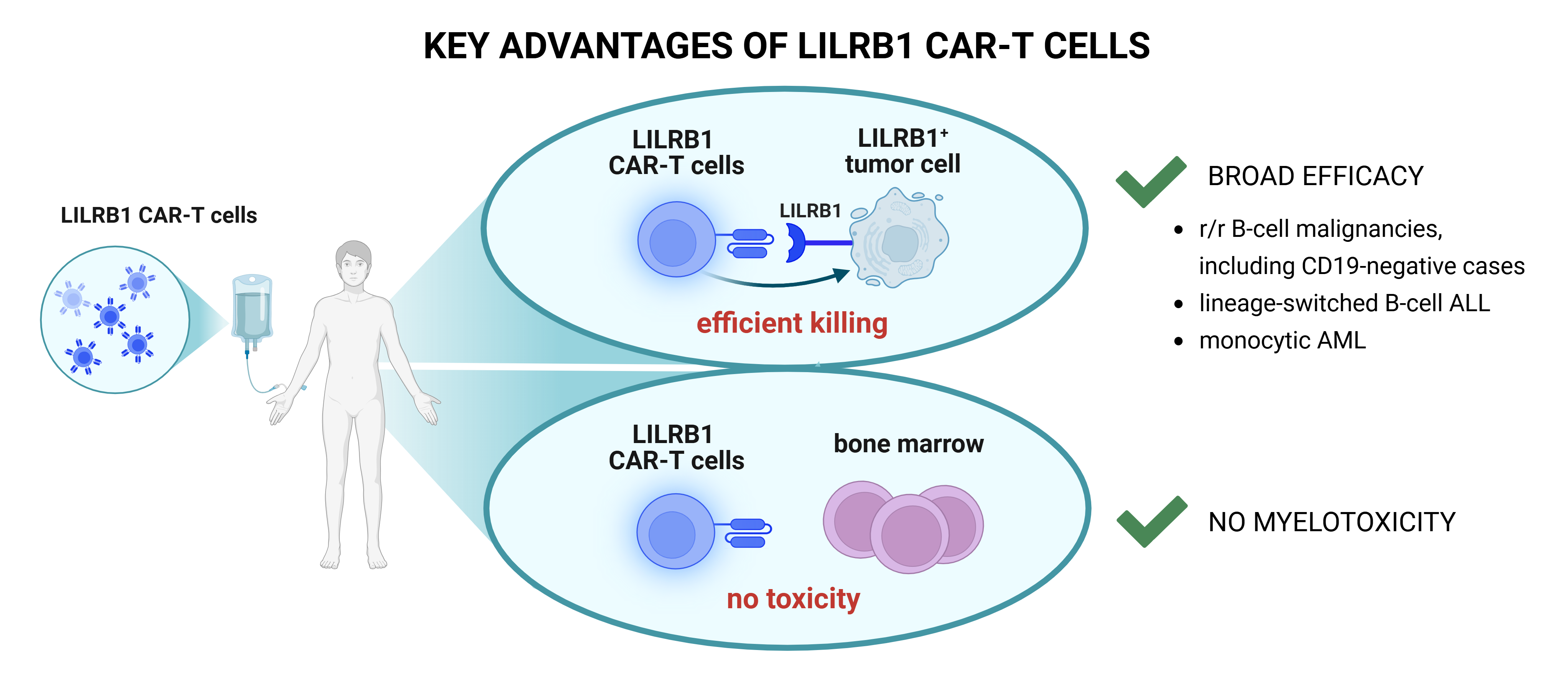 LILRB1 CAR T behind the paper