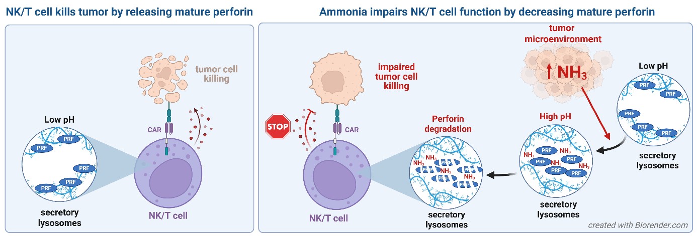grafika publ immunol